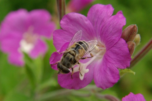Eristalis sp - Eristale sp - Brenne08.jpg
